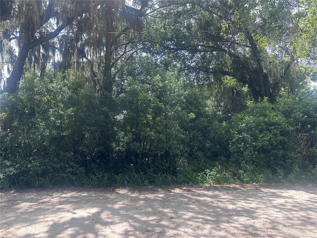 A dirt road runs in front of a densely wooded lot with large oak trees — 1622 PALM STREET, DELAND, FL