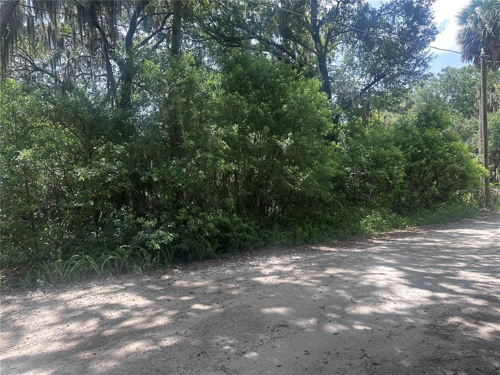 A dirt road runs alongside a dense, wooded lot filled with trees and thick vegetation — 1622 PALM STREET, DELAND, FL