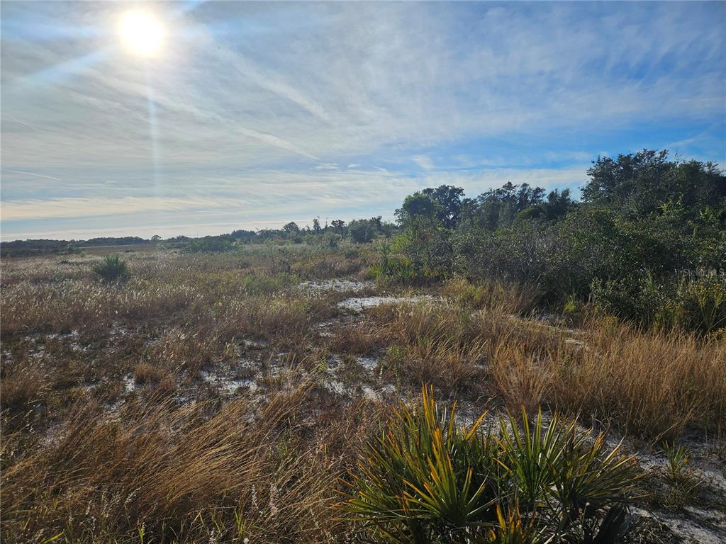 A sunny, open field with patches of sand, tall grasses, and distant trees — 625 S REED ROAD, AVON PARK, FL