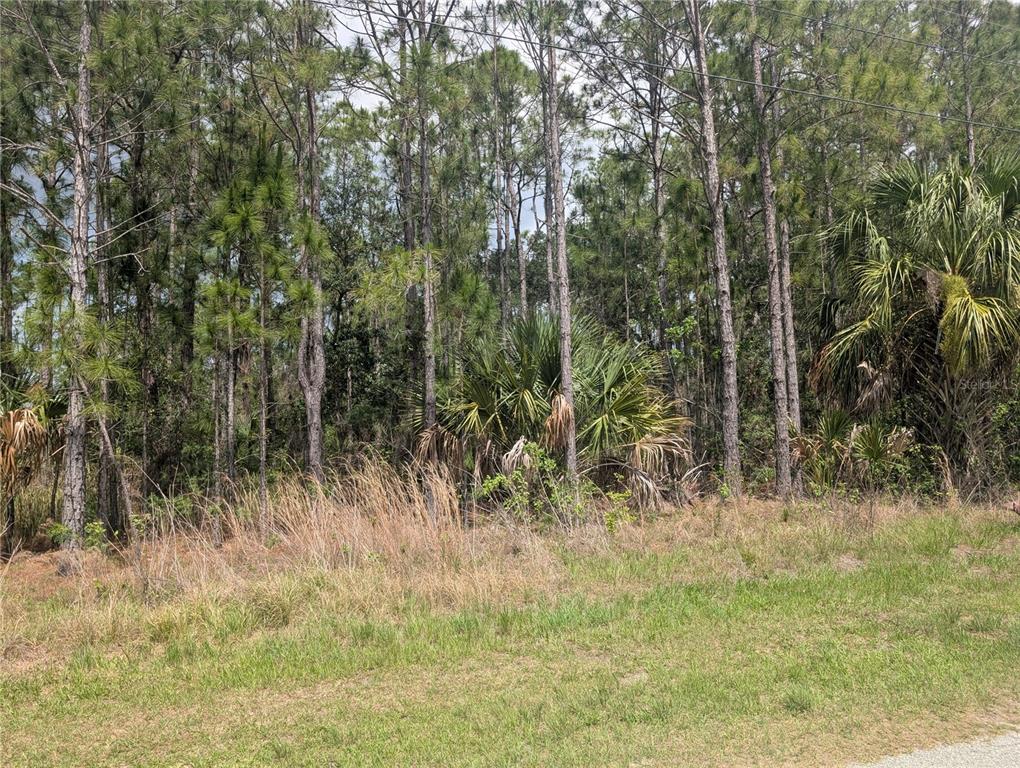 A wooded lot features tall pine trees and palmetto bushes behind a grassy foreground — 25 AMARYLLIS DRIVE, INDIAN LAKE ESTATES, FL
