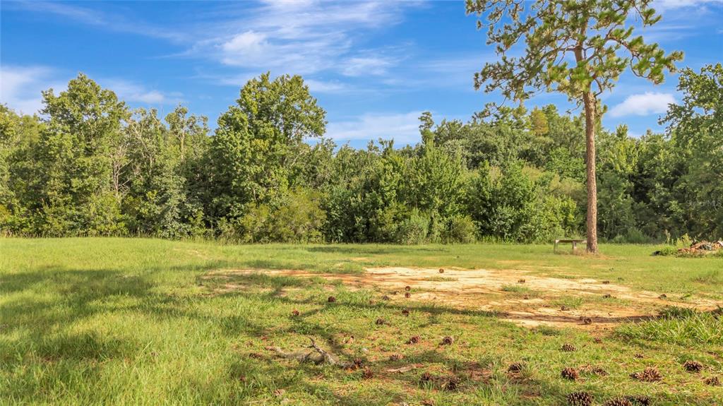 A grassy, partially cleared lot features scattered pinecones and a dense forest background — 4541 COUNTY ROAD 561, CLERMONT, FL