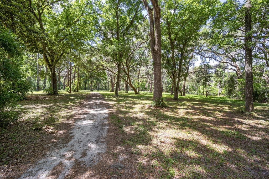 A dirt path leads through a wooded area with many tall, mature trees — 4850 SE 11TH AVENUE, OCALA, FL
