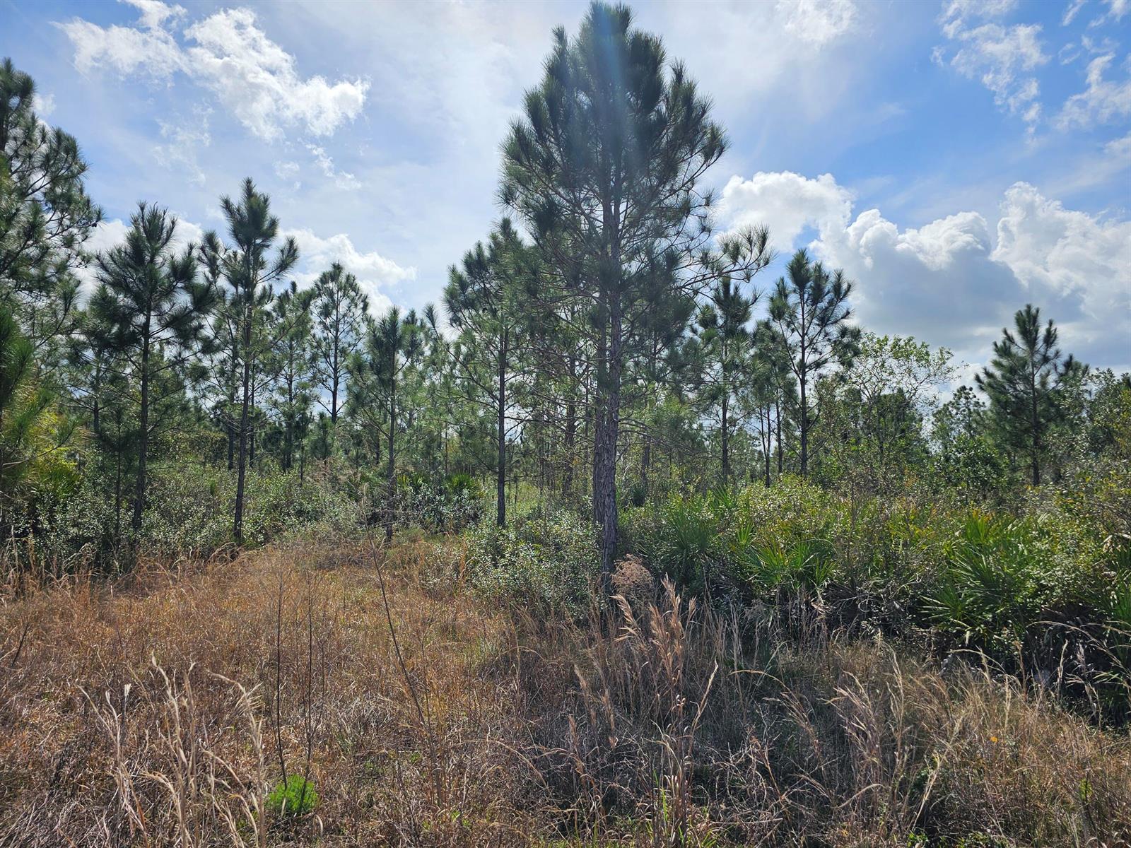 A view of a grassy field with scattered pine trees under a partly cloudy sky — 17720 NW 268th Street, Okeechobee FL 34972, OKEECHOBEE, FL