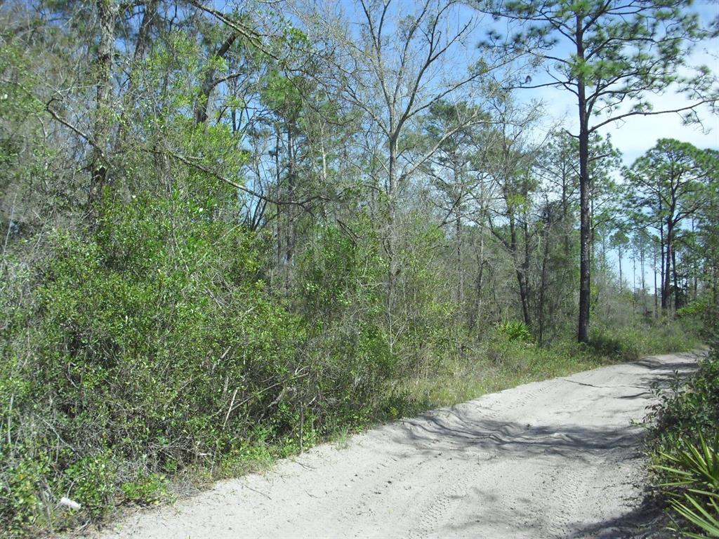A dirt road winds through a wooded area with pine trees and dense green brush — Tract 418 SW 158TH LANE, DUNNELLON, FL