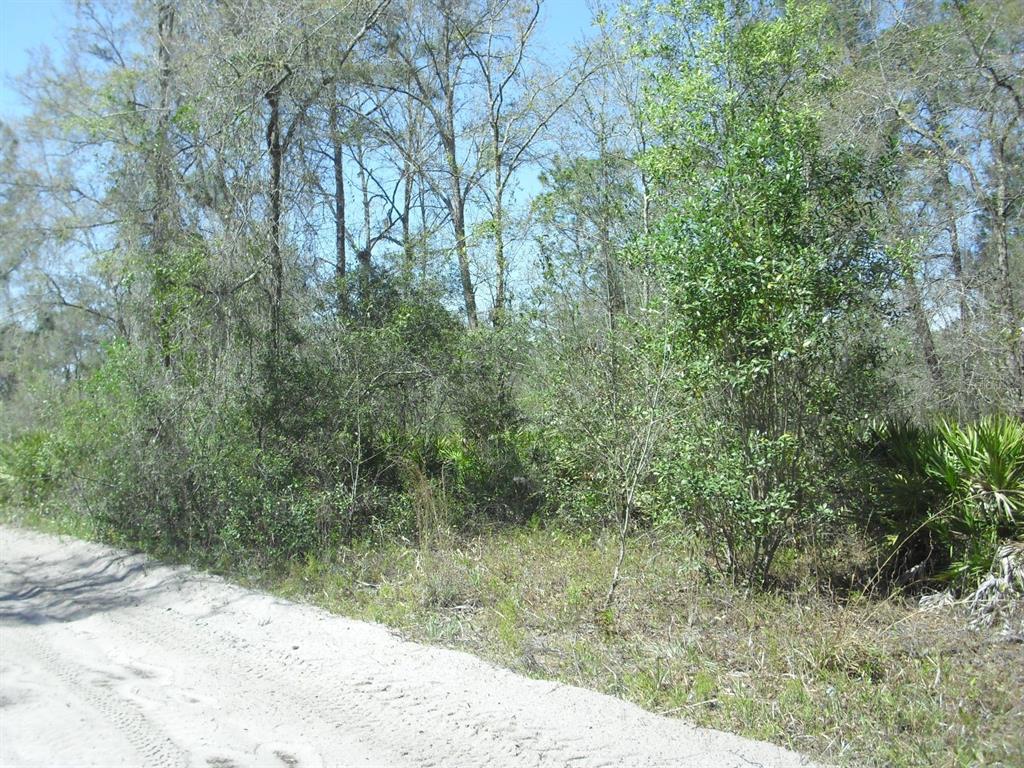 A dirt road runs alongside a wooded area with dense trees and palmetto bushes — Tract 418 SW 158TH LANE, DUNNELLON, FL