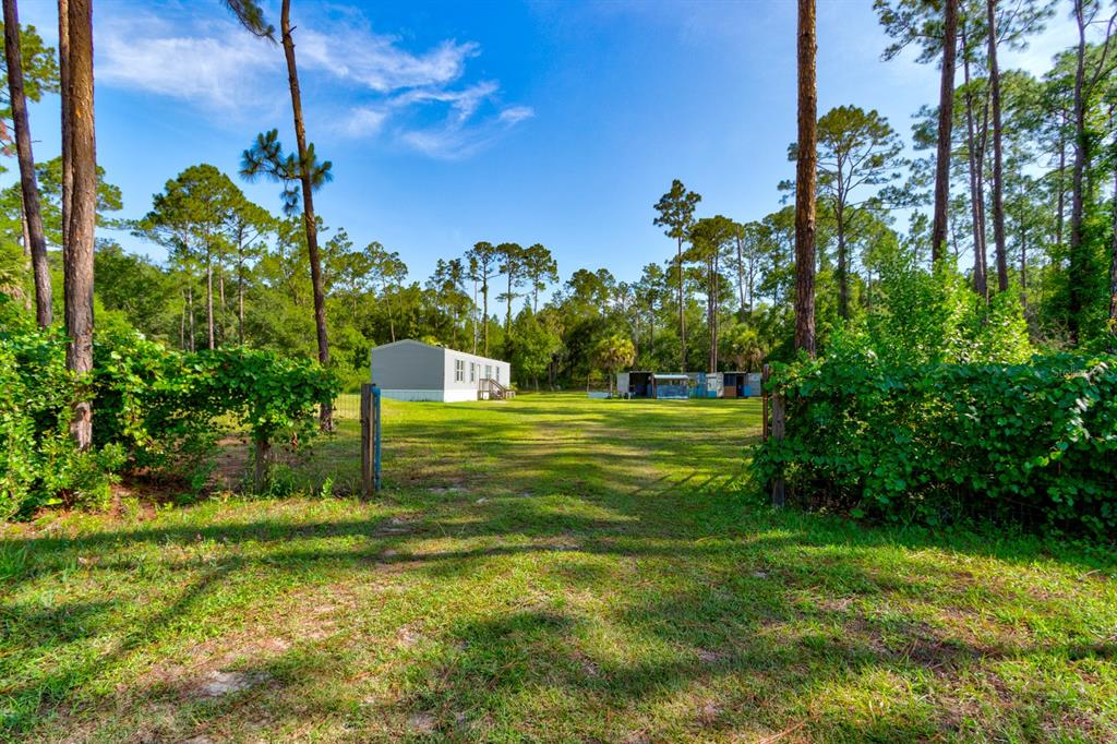 A grassy lot features a mobile home and outbuildings surrounded by tall pine trees — 5074 BUTTERNUT AVENUE, BUNNELL, FL