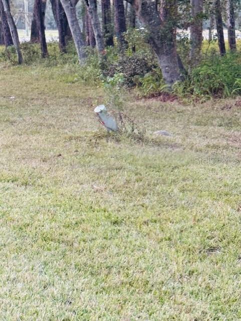 A utility pedestal stands in a grassy field in front of a line of trees — 17481 CELIA AVENUE, BROOKSVILLE, FL
