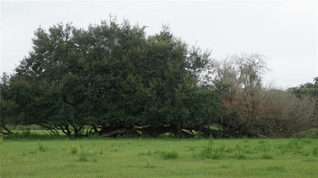 DURANT RD, DOVER, FL — photo 5 of 9