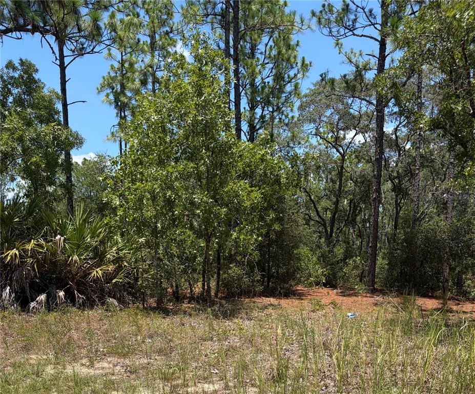 A wooded lot with tall pine trees, scrub oaks, and palmettos under a blue sky — 3711 W NORWICK PLACE, CITRUS SPRINGS, FL
