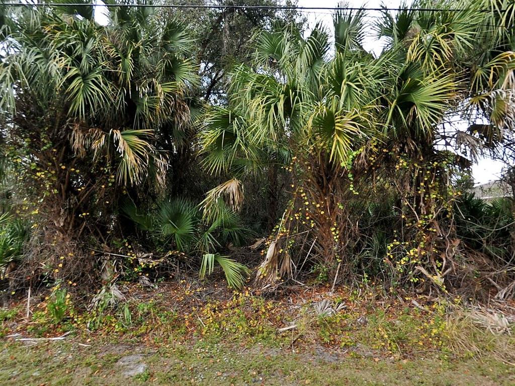 A dense cluster of palm trees and overgrown vegetation stands in a wooded outdoor area — JULIA TERRACE, NORTH PORT, FL