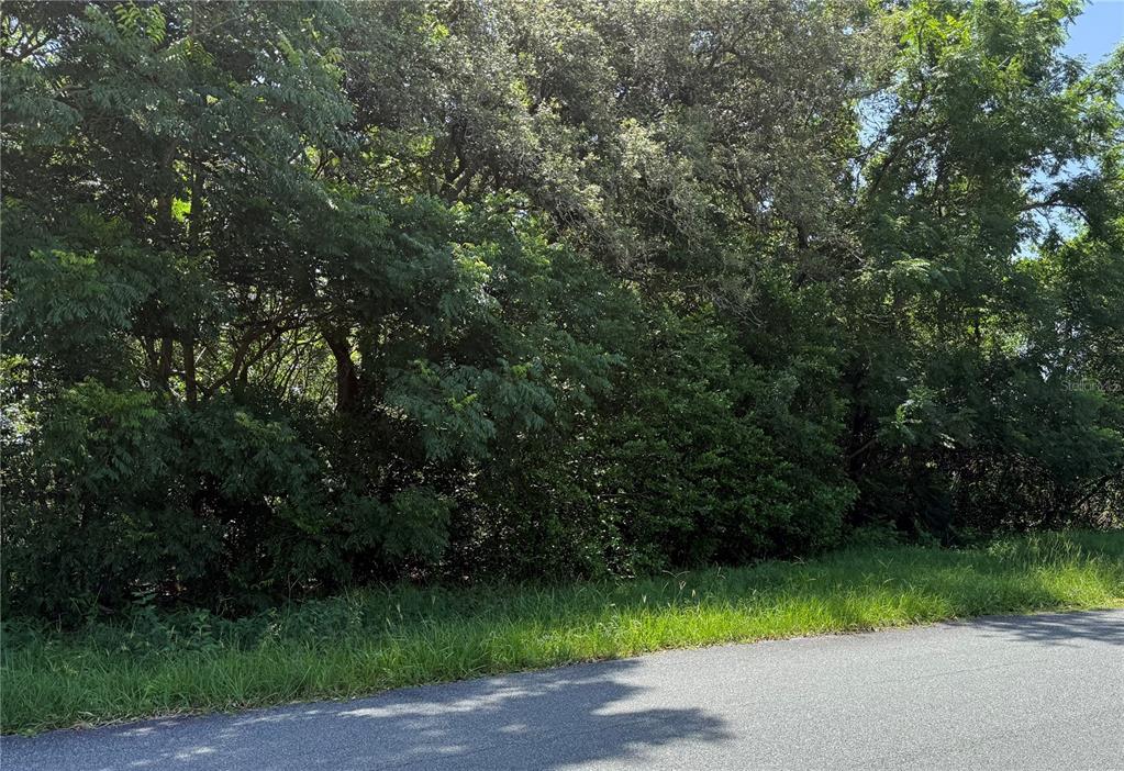 A dense line of trees and shrubs borders the edge of an asphalt road — HUTCHINSON WAY, LADY LAKE, FL
