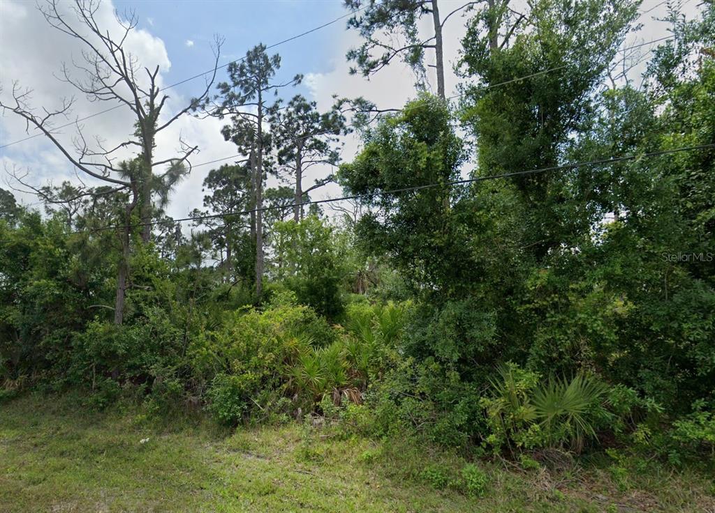 A dense, wooded lot with tall pine trees and thick underbrush under a cloudy sky — 12519 PATSY AVENUE, PORT CHARLOTTE, FL