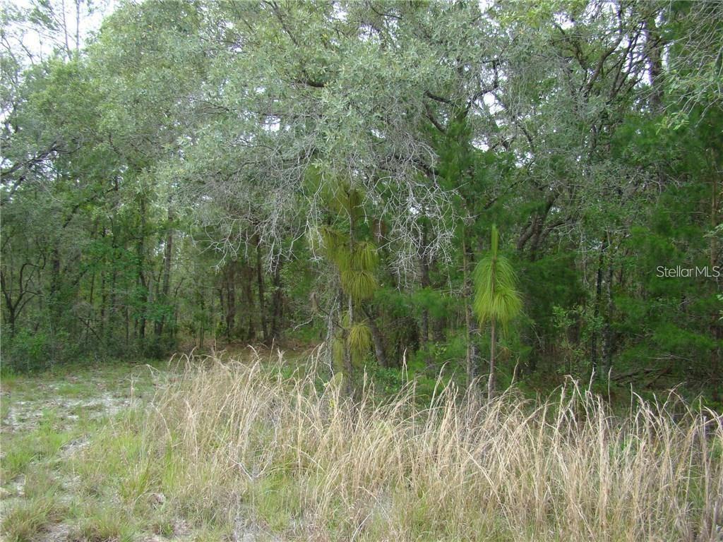 A wooded lot features tall grasses in the foreground and dense trees in the background — 0 GOLIATH COURT, WEEKI WACHEE, FL