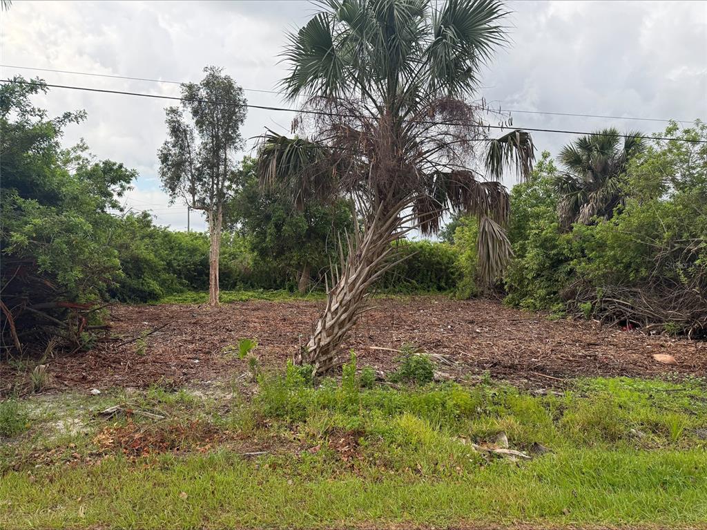 A cleared, vacant lot features a prominent palm tree and surrounding dense vegetation — 861 BURLAND STREET, PUNTA GORDA, FL