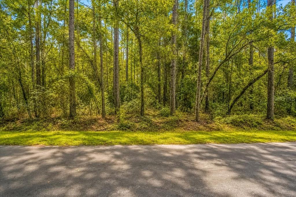 A paved road runs in front of a dense, wooded area with tall pine trees — 000 SW 34TH STREET, DUNNELLON, FL