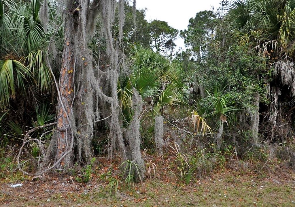A wooded lot features a large tree draped in Spanish moss and dense palmetto vegetation — SHADY AVENUE, NORTH PORT, FL