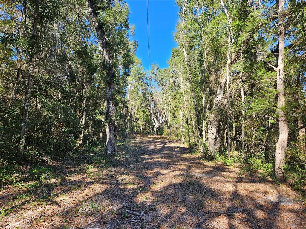 A dirt path leads through a dense, wooded area under a clear blue sky — tbd NE 175TH AVENUE, WILLISTON, FL