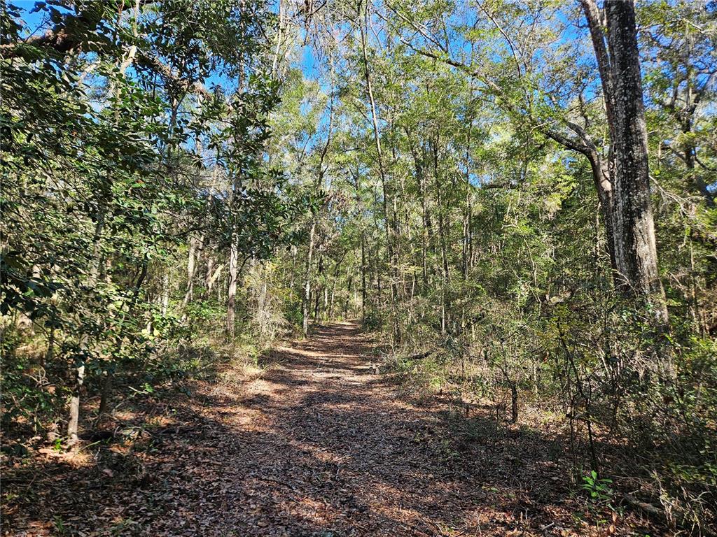 A dirt path leads through a dense, sunlit forest with tall trees and fallen leaves — tbd NE 175TH AVENUE, WILLISTON, FL