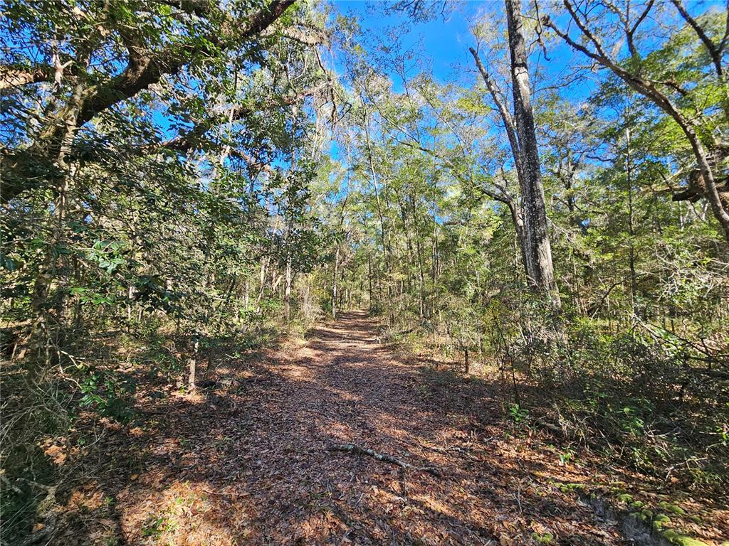 A dirt path winds through a dense, sunlit forest with tall trees and leaf-covered ground — tbd NE 175TH AVENUE, WILLISTON, FL