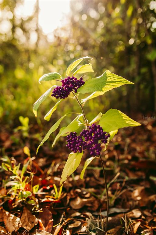A small plant with bright purple berries grows in a sunlit, wooded area — 0 N DORMANY ROAD, PLANT CITY, FL