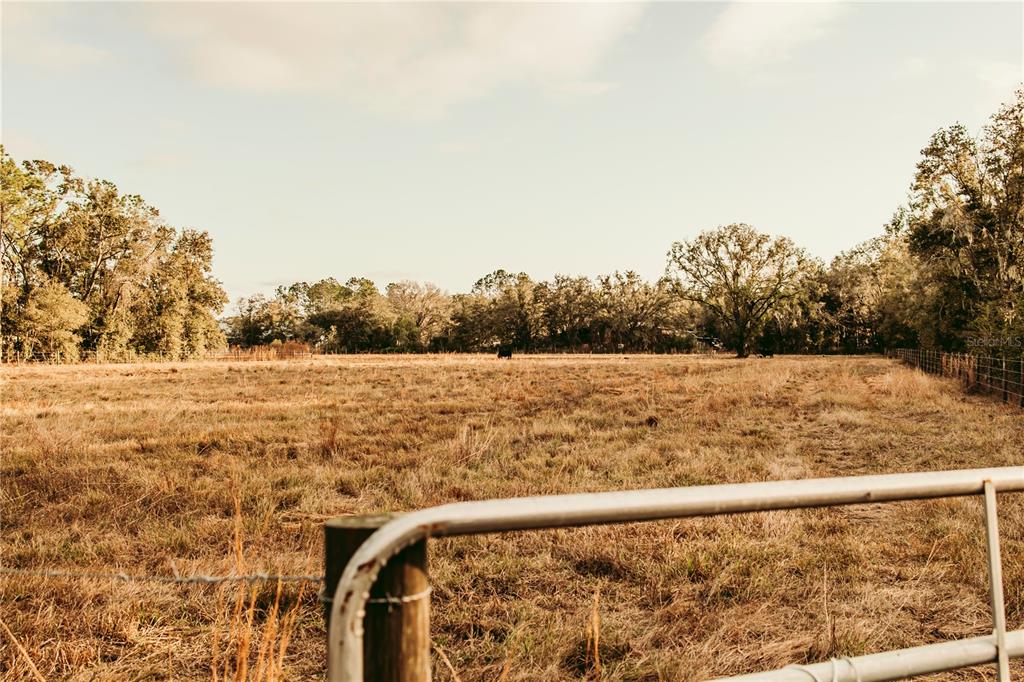 A metal gate opens to a large, dry grassy pasture bordered by trees — 0 N DORMANY ROAD, PLANT CITY, FL