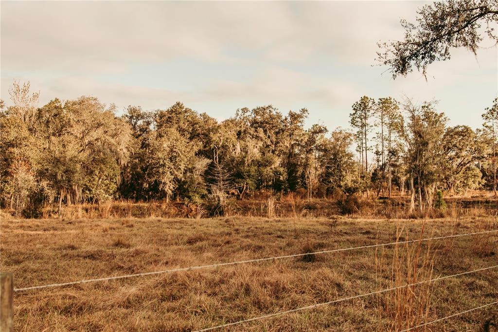 A wire fence borders a dry, grassy field in front of a dense forest — 0 N DORMANY ROAD, PLANT CITY, FL