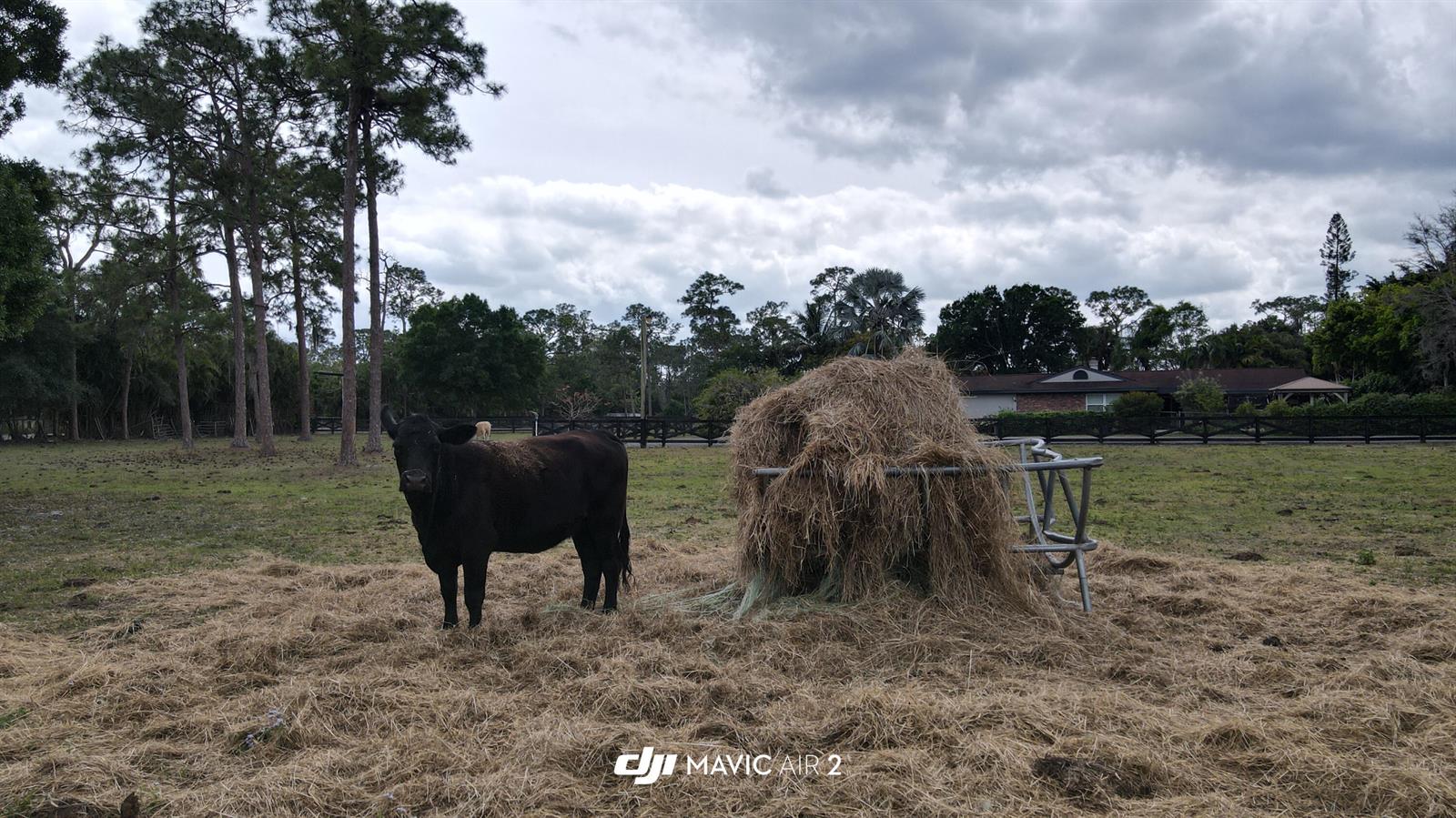 A black cow stands in a grassy field next to a large hay bale feeder — 3547 161st Terrace N, FL 33470, FL