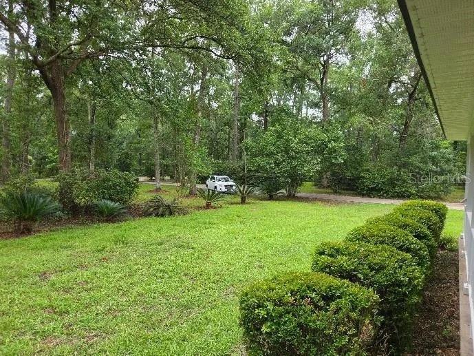A grassy yard with a row of shrubs leads to a wooded area and driveway — 6794 STURMER PLACE, TALLAHASSEE, FL