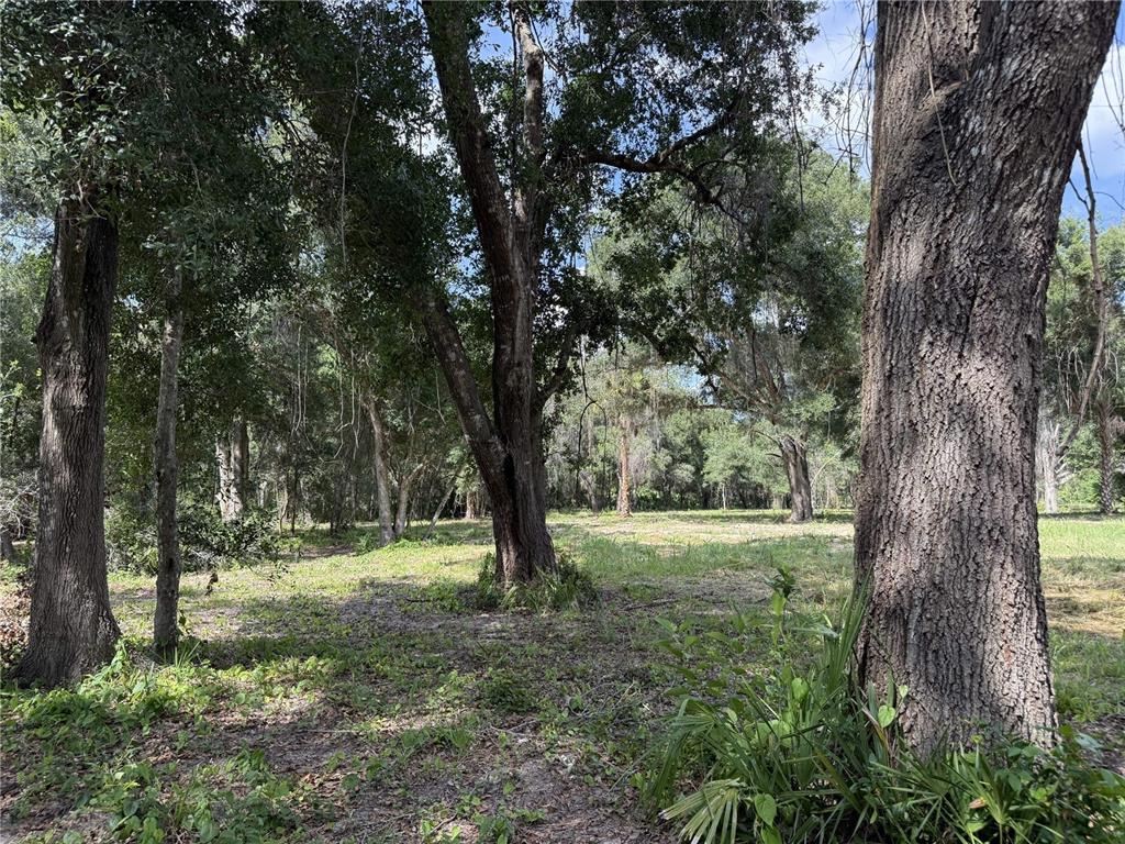 A wooded lot with mature trees and patches of grass under a bright sky — 620 COCHRAN ROAD, GENEVA, FL