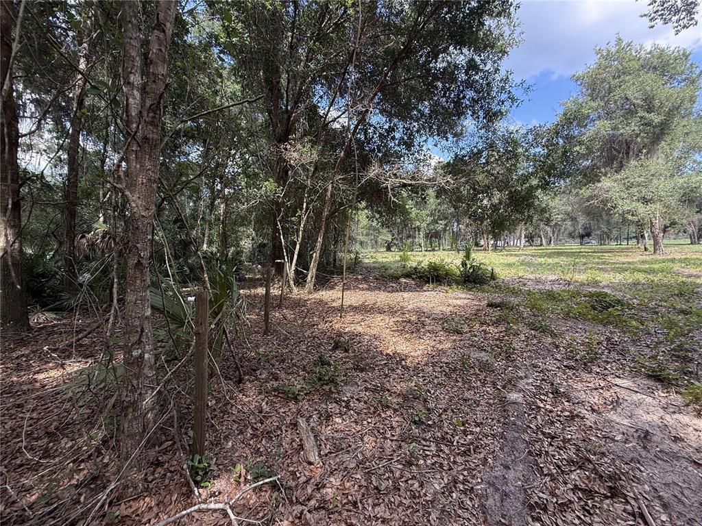 A wooded lot with a dirt path and scattered leaves under a canopy of trees — 620 COCHRAN ROAD, GENEVA, FL