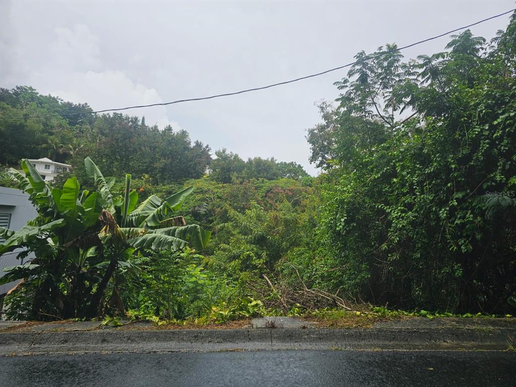 A view from a paved road looking toward a sloped, heavily wooded vacant lot — BO. TOITA SECTOR MOGOTE, CAYEY, PR