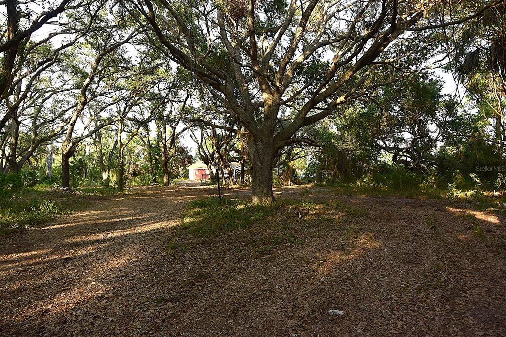 A large tree stands in the center of a wooded lot with a small building behind — 7610 ANNA AVENUE, GIBSONTON, FL