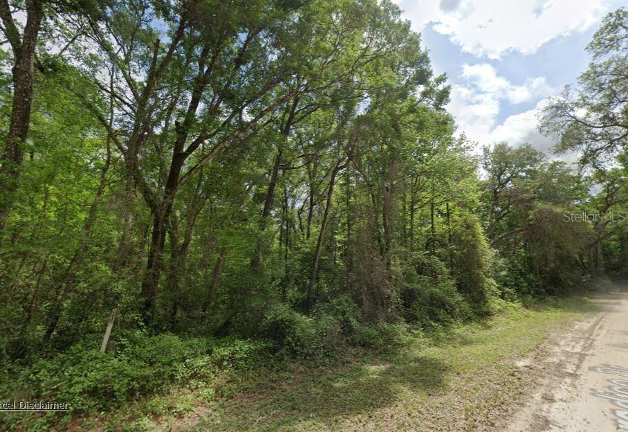 A dirt road runs alongside a dense, wooded area with many tall trees — NE 644TH AVE, OLD TOWN, FL