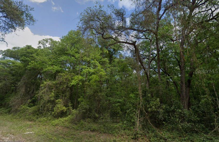 A dense, wooded lot with mature trees and thick undergrowth under a blue sky — NE 644TH AVE, OLD TOWN, FL