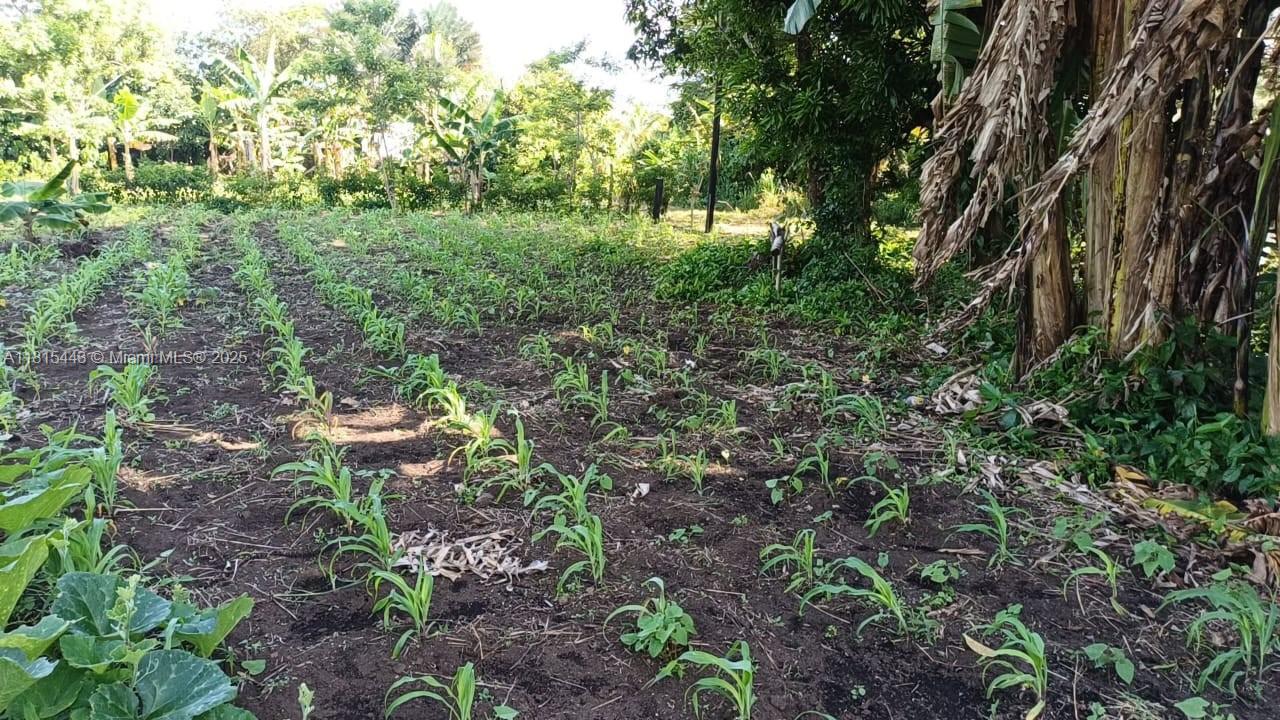 A field of young corn plants grows in rows next to trees and dense vegetation — 03 Lago de yojoa, MD 21000, MD