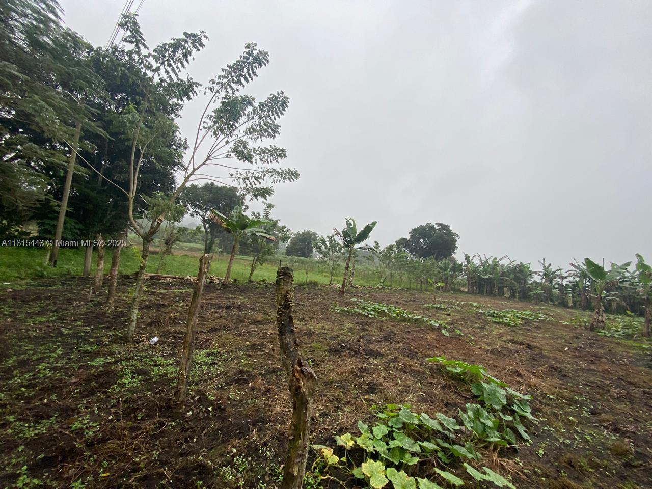 A rural plot of land features dark soil, scattered vegetation, and several small banana trees — 03 Lago de yojoa, MD 21000, MD