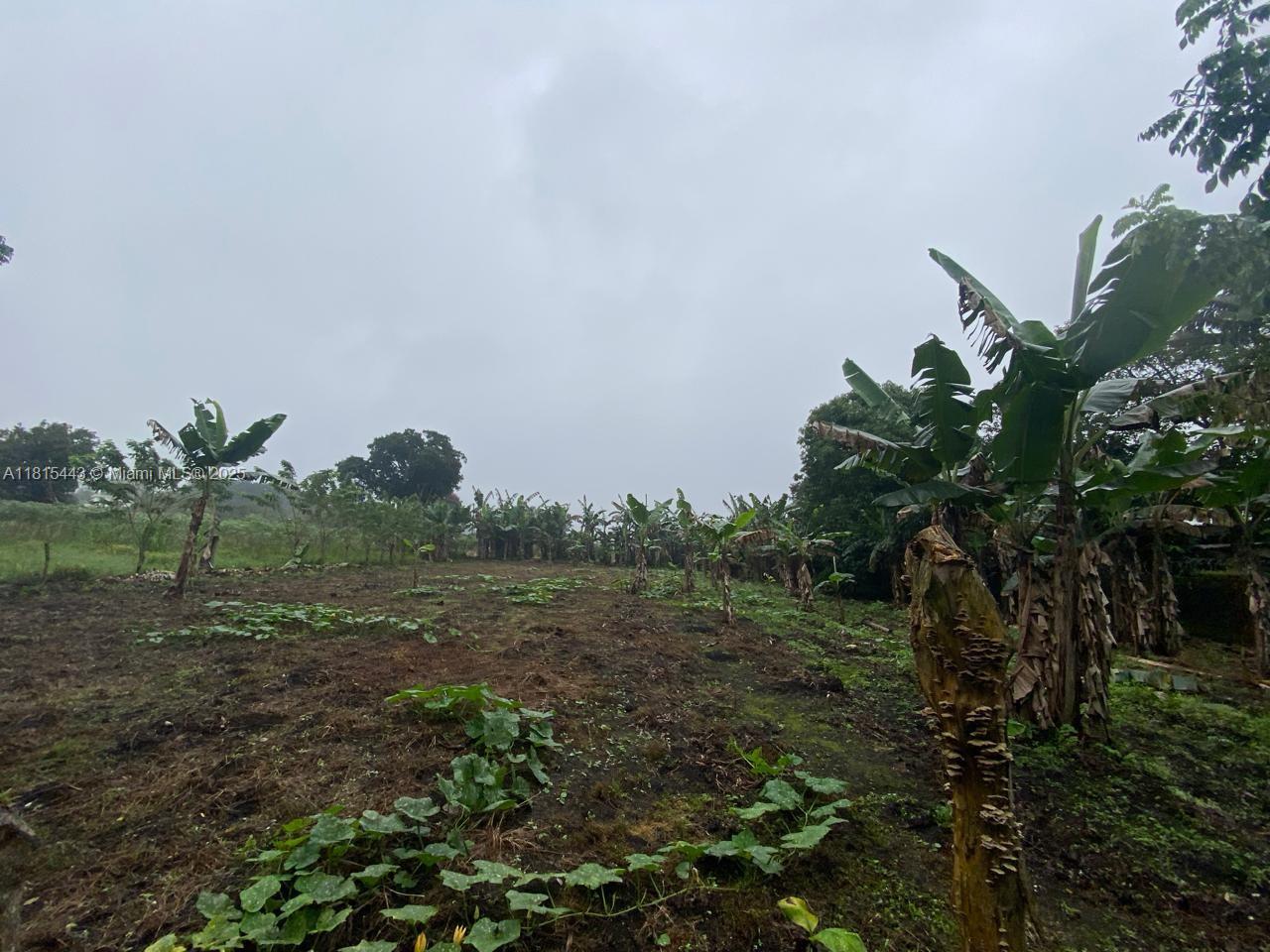 A dirt field with low-growing vegetation and banana trees under an overcast sky — 03 Lago de yojoa, MD 21000, MD