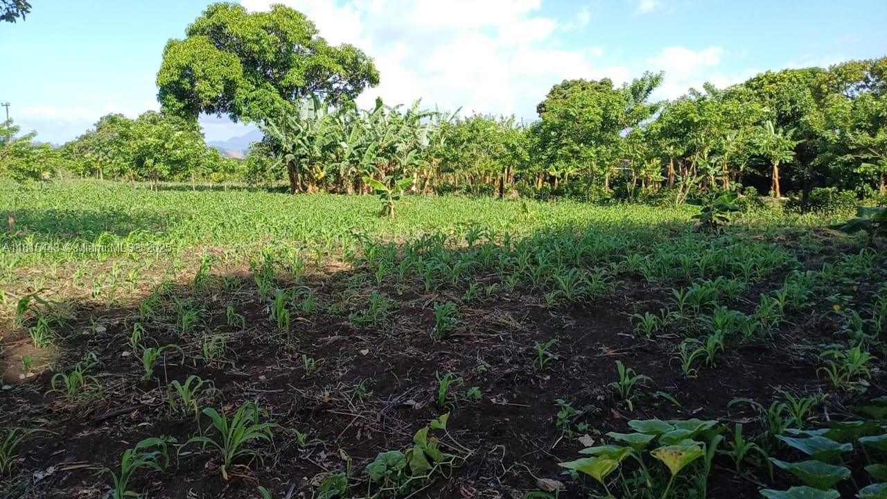 A field of young green crops grows in front of a line of lush trees — 03 Lago de yojoa, MD 21000, MD