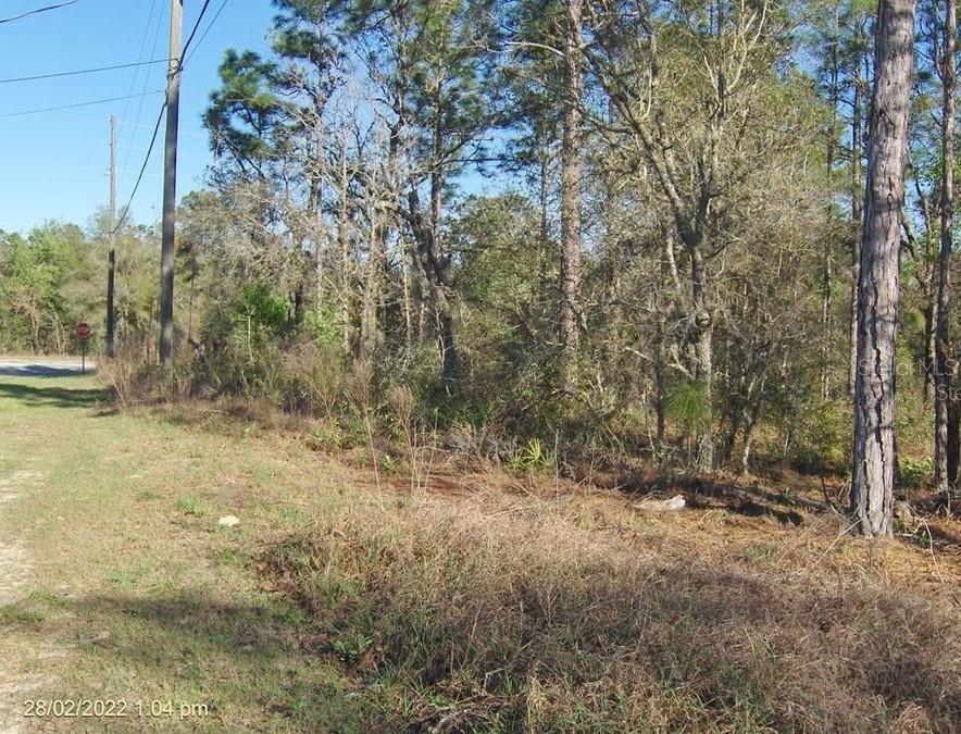 A wooded, undeveloped lot with tall pine trees and dry brush along a roadside — 2802 W BUCCANEER LANE, CITRUS SPRINGS, FL