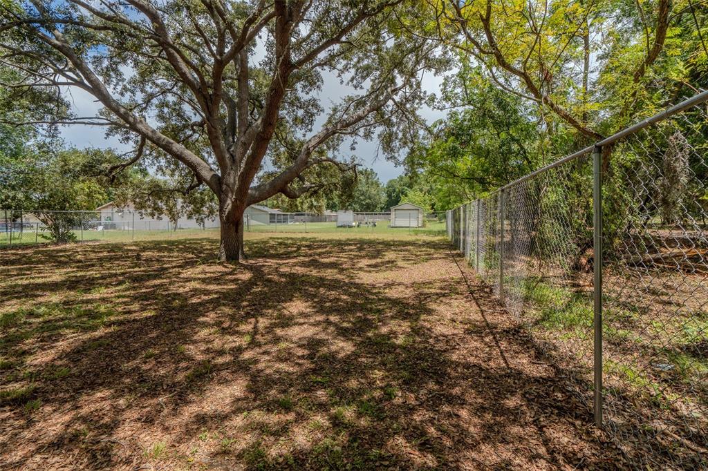 A large tree stands in a grassy backyard enclosed by a chain-link fence — 1049 BIRCH BOULEVARD, TAVARES, FL