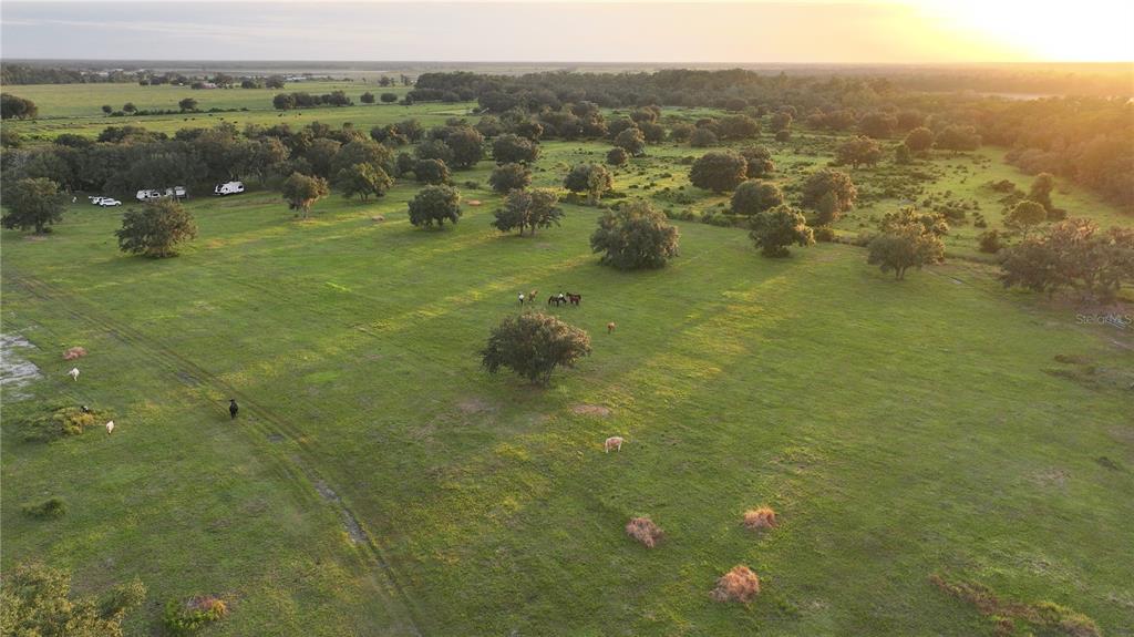 An aerial view of a large, grassy pasture with scattered trees and several grazing horses — 45855 CLAY GULLY ROAD, MYAKKA CITY, FL