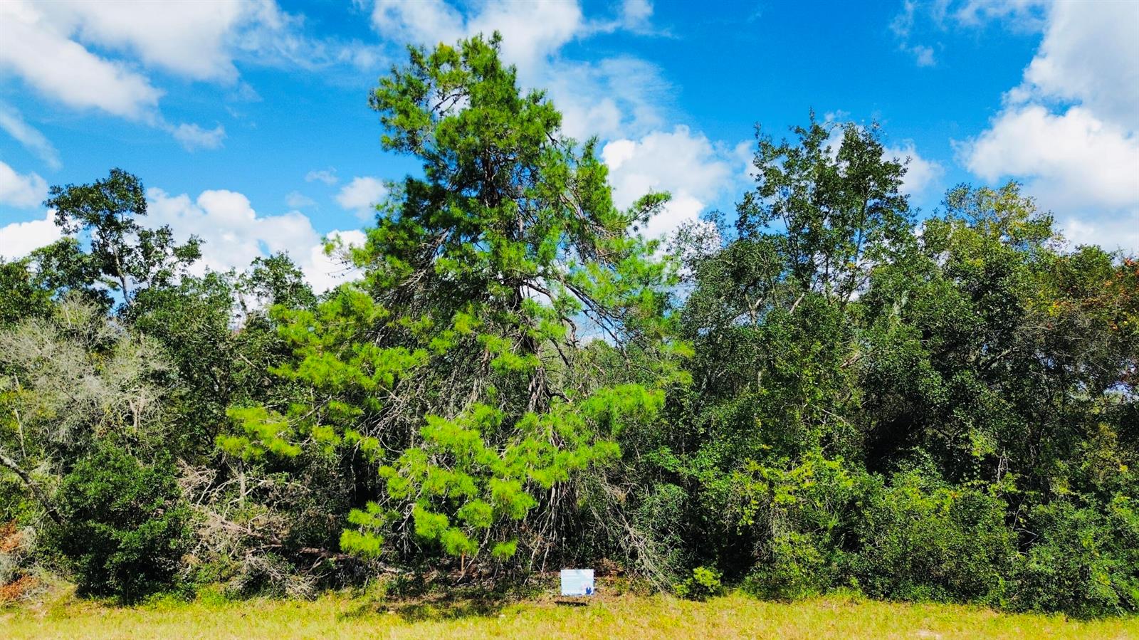 A large pine tree stands in front of a dense forest under a blue sky — Tbd SW 37th Circle, Ocala FL 34473, OCALA, FL