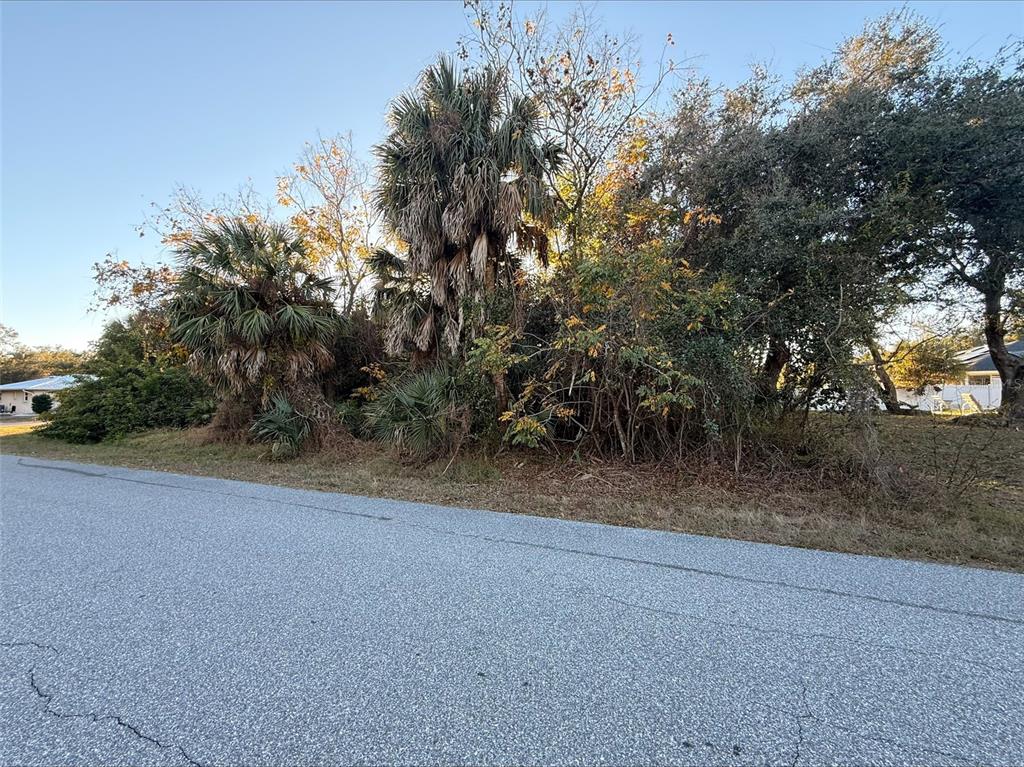 A paved road runs in front of a wooded lot with several tall palm trees — 1100 BELMAR AVENUE, PORT CHARLOTTE, FL