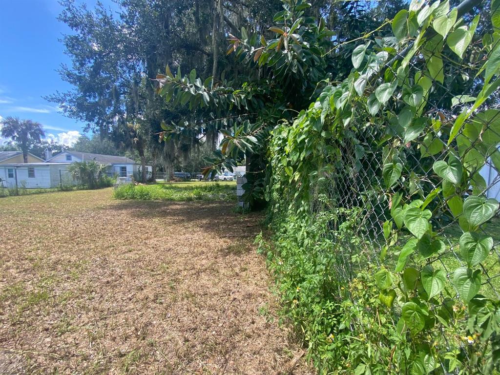 A grassy yard features a chain-link fence covered in climbing vines beside a large tree — 1551 IMMOKALEE STREET, INTERCESSION CITY, FL