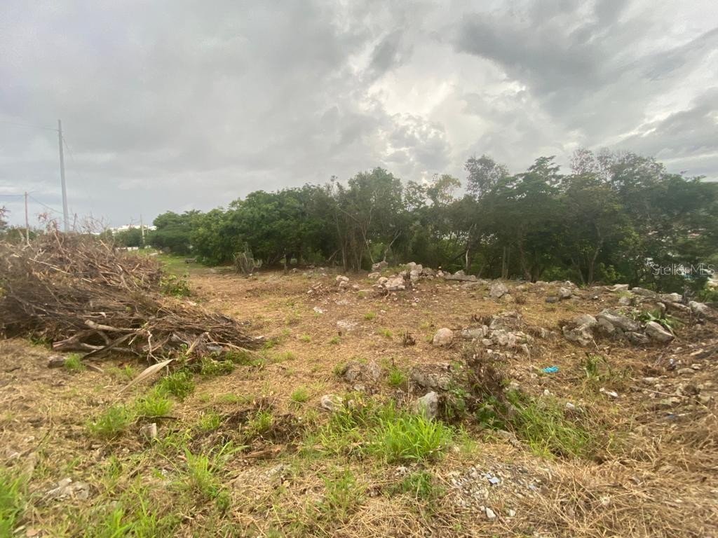 A vacant, rocky lot features a pile of brush and a line of trees — SAN JACINTO, GUANICA, PR