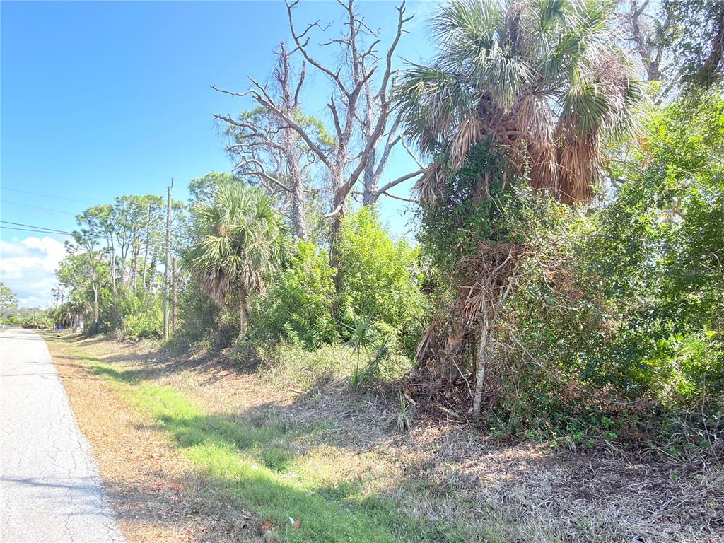 A paved road runs alongside a wooded lot with palm trees and dense vegetation — 2801 12TH STREET, ENGLEWOOD, FL