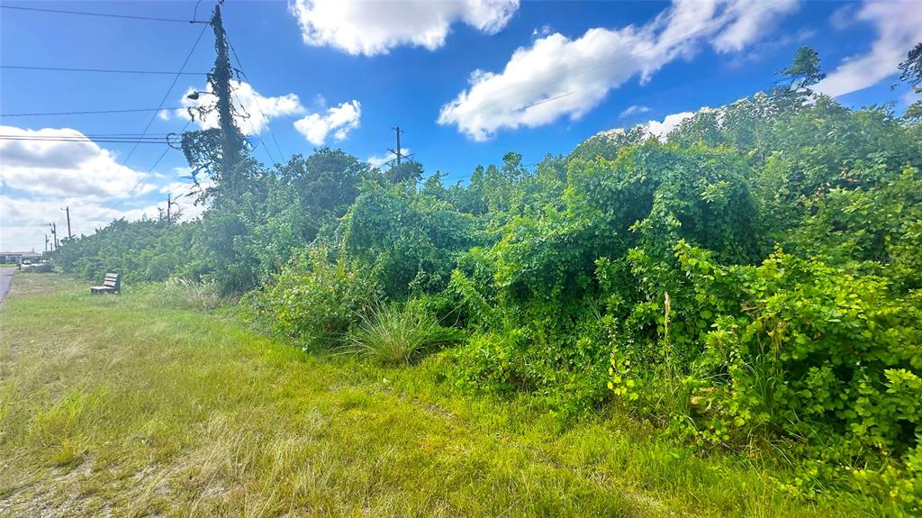 A grassy roadside area leads to a dense, overgrown thicket of trees and shrubs — 10 SW 24TH AVENUE, CAPE CORAL, FL