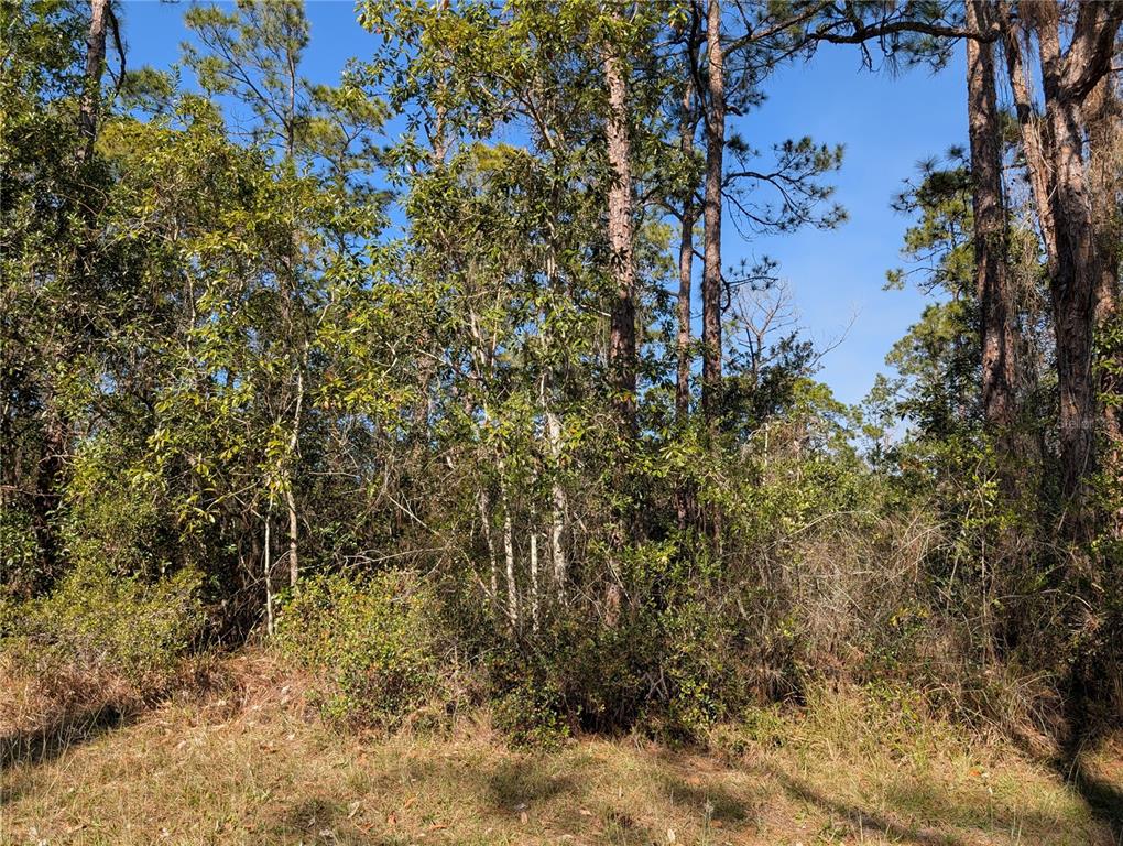 A dense, wooded lot with tall pine trees and thick underbrush under a clear sky — 214 & 216 ALLAMANDA DRIVE, INDIAN LAKE ESTATES, FL