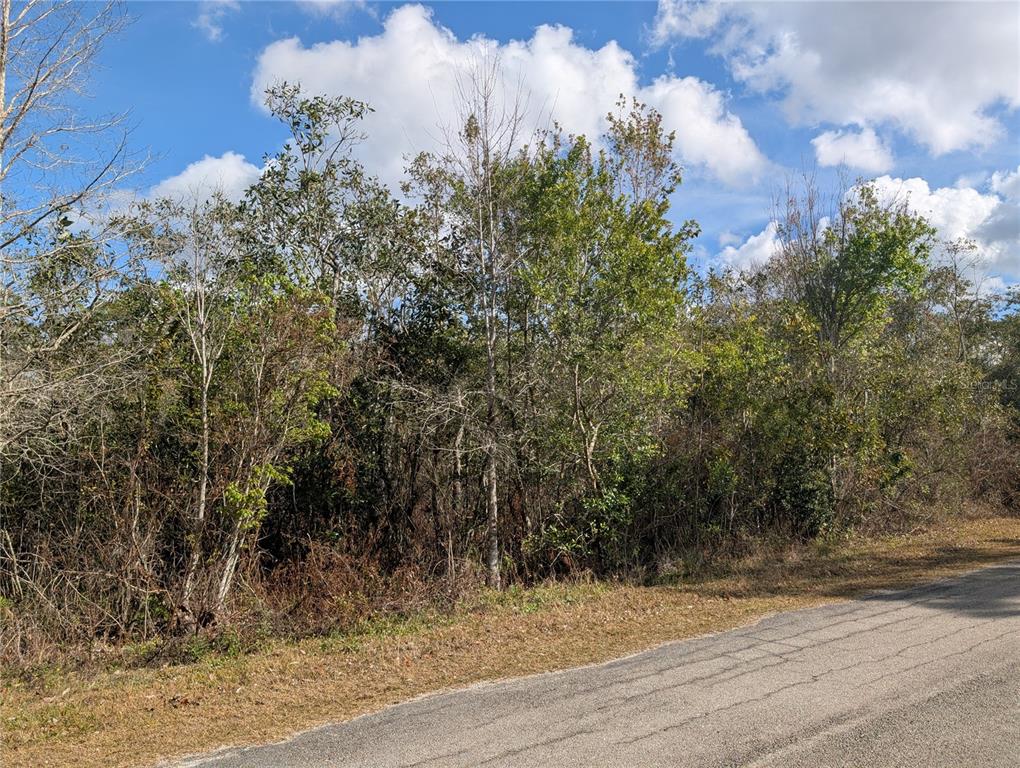 A paved road runs alongside a dense, wooded lot under a blue, cloudy sky — 214 & 216 ALLAMANDA DRIVE, INDIAN LAKE ESTATES, FL
