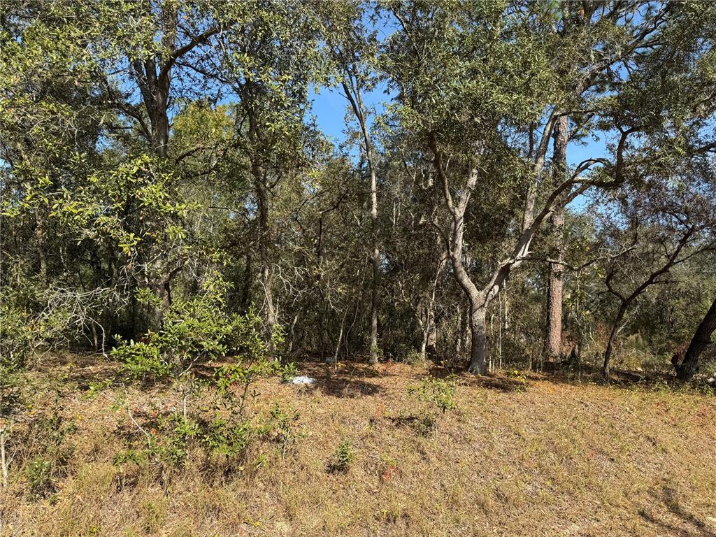 A wooded lot with dense trees and dry grass under a clear blue sky — SE 115 PLACE ROAD, OCKLAWAHA, FL